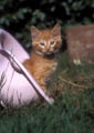 <center>Avant d'autres jeux ! chat regard 
